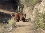 Close Encounter with a Bear: A Terrifying Drive Through the Wilderness